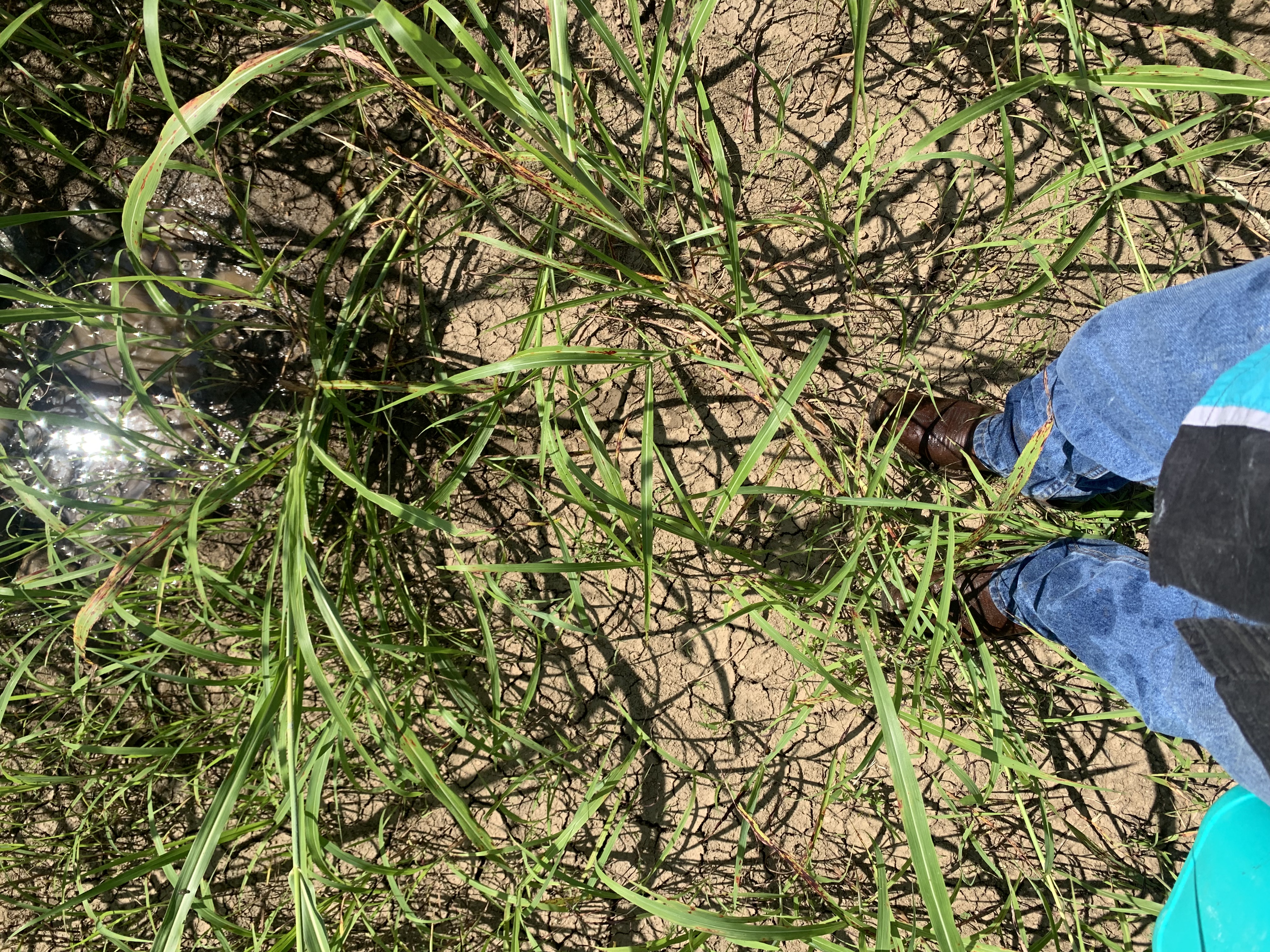 Touching grass in the ranch